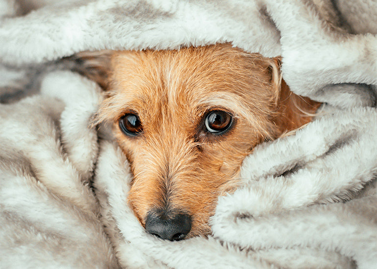 Depresión invernal ¿los perros también lo sufren?