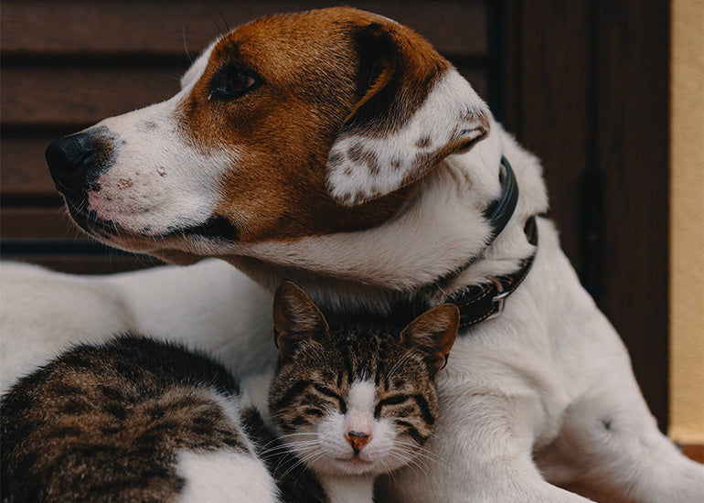 Perros y gatos: 7 consejos infalibles para lograr una sana convivencia