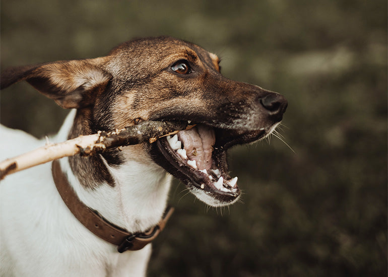 5 trucos infalibles para hacer que tu perro deje de morder las cosas