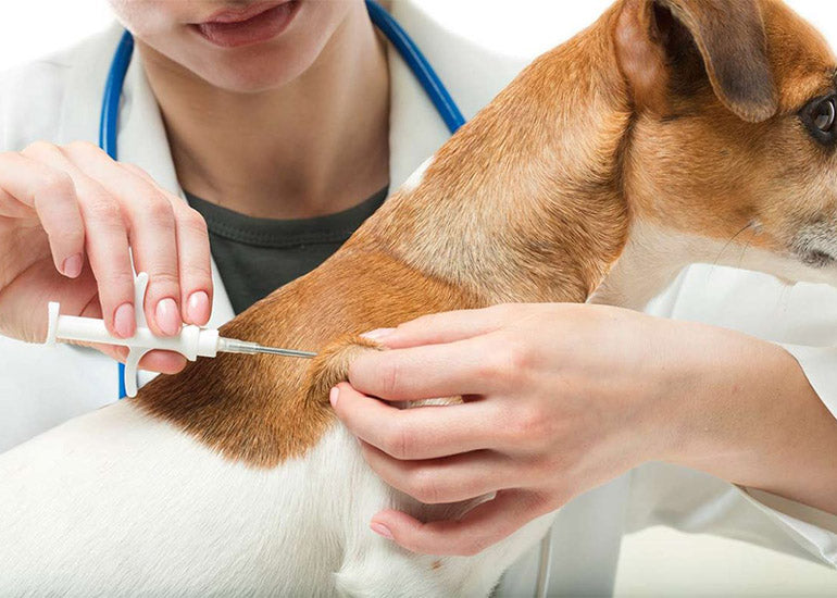 Qué es y cómo funciona el chip de rastreo para perros? – CANUTO