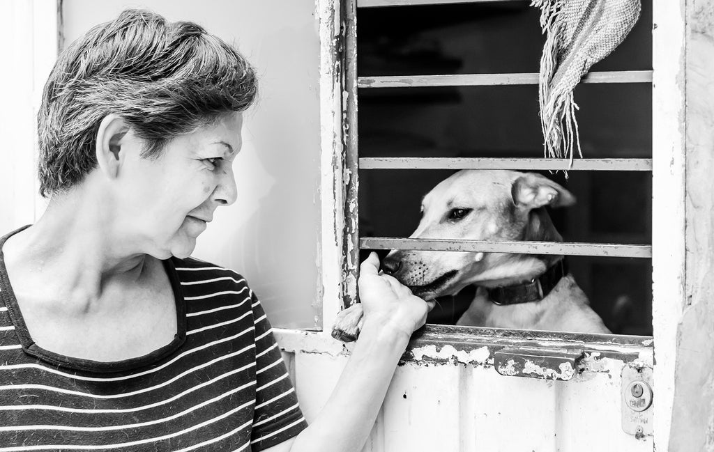 La Casa del Mestizo, 170 perros esperando un hogar - CANUTO