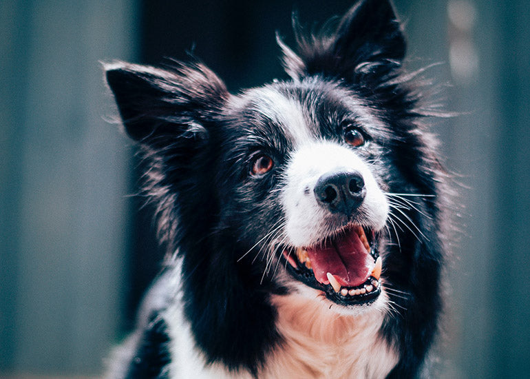 ¿Sabías que sudar no es suficiente para regular la temperatura de los perros?