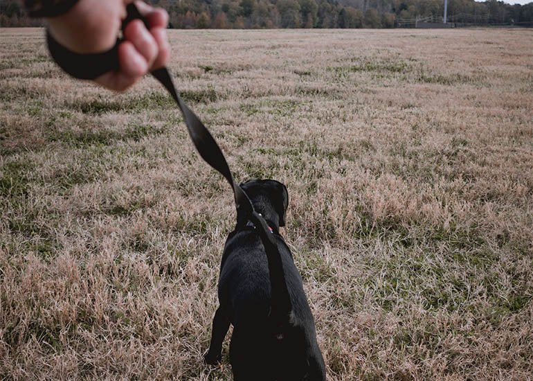 6 consejos para pasear a perritos recién adoptados - CANUTO