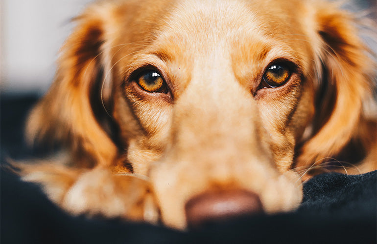 10 cosas que no sabías que molestan a tu perro - CANUTO