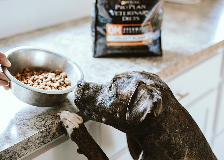 Todo lo que debes saber sobre las etiquetas de alimentos para perros - CANUTO