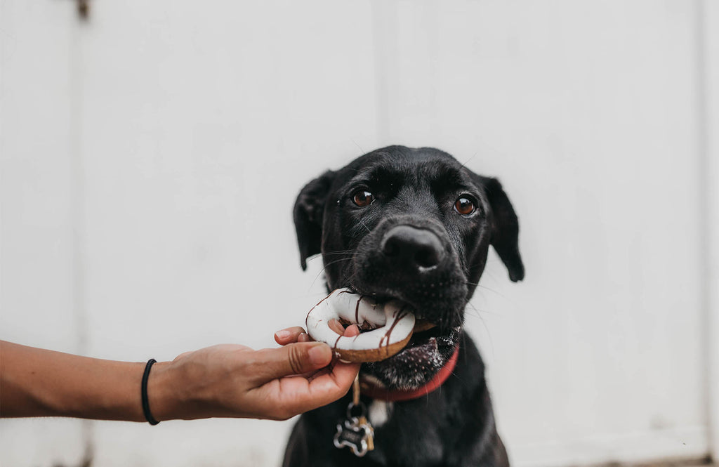 9 tipos de alimentos tóxicos para perros que debes conocer - CANUTO