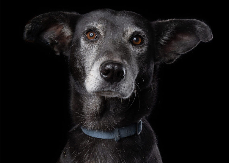 8 cosas útiles que puedes donar a refugios para perros abandonados