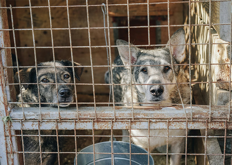 Corea del Sur prohíbe el consumo de carne de perro
