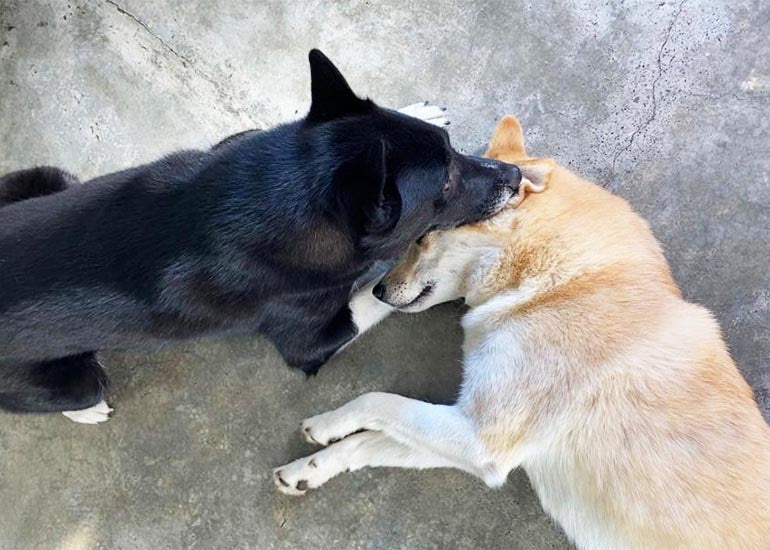 ¿Cómo tener un perro sano y feliz? - CANUTO