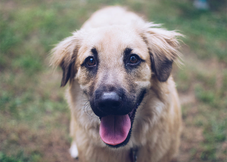 ¿Cómo saber si mi perro tiene calor? 5 señales de que está incómodo