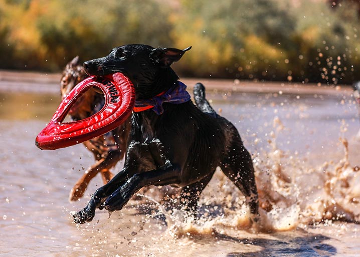 ¿Cuáles son los mejores ejercicios para perros según su edad? - CANUTO