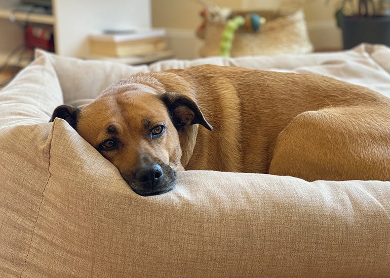 ¿Por qué la mayoría de los perros tienen ojos color café?