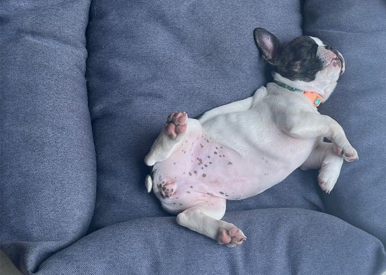 ¿Qué significan las posiciones de tu perro al dormir? - CANUTO