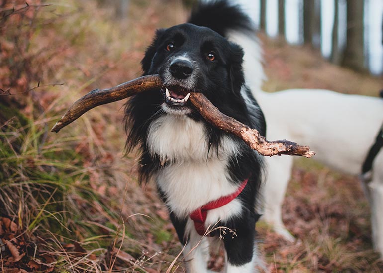 4 razones por las que no es buena idea rapar un perro - CANUTO