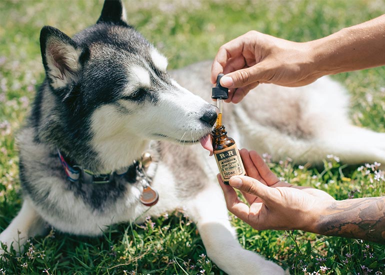 5 tipos de vitaminas para perros y cómo detectar si las necesita - CANUTO