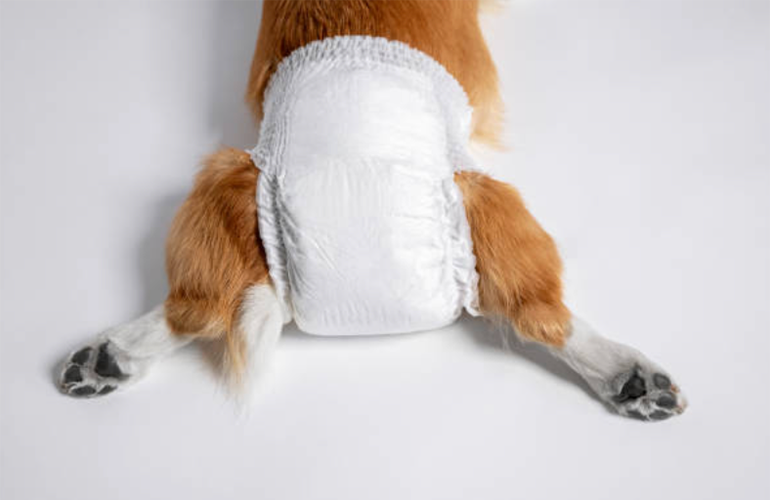 Pañales para perros ¿cuándo deben usarlos? - CANUTO