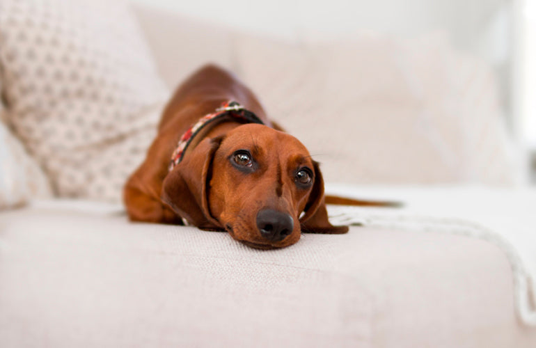 Consejos para cuidar a tu perro durante la pandemia