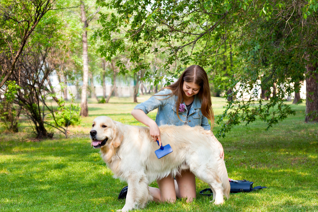 Cuatro cosas que debes hacer para que tu perro tenga un pelaje hermoso