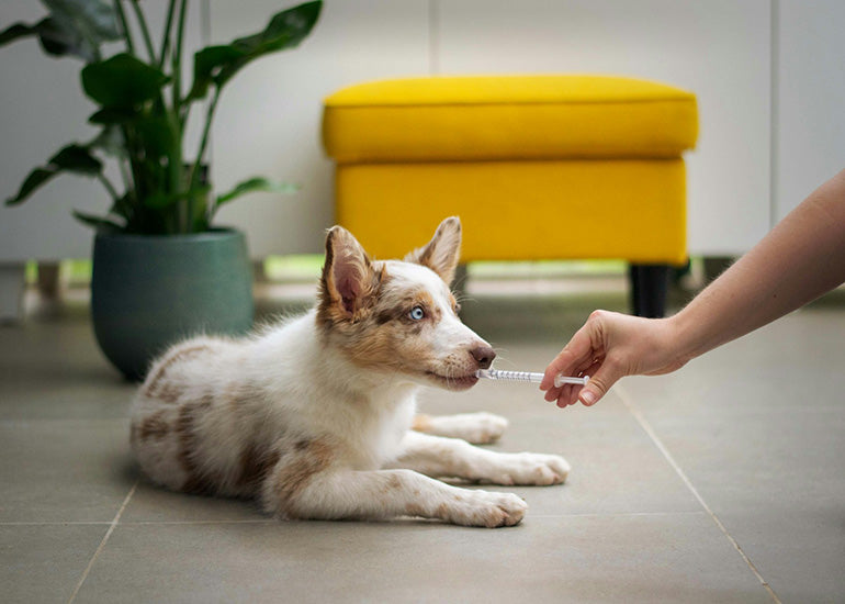 Probióticos para perros ¿Qué son y para qué sirven?