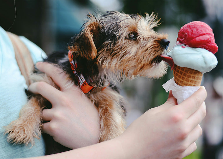 Recetas fáciles para hacer helados para tu perro