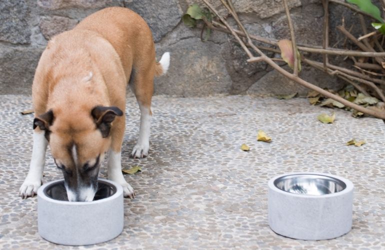 Tipos de platos para perros: ¿cuál necesita mi mascota?