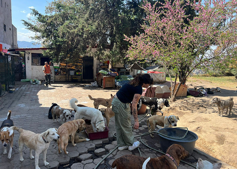 Adopta.mx, un refugio con más de 70 perros y que ha ayudado a más de 5mil