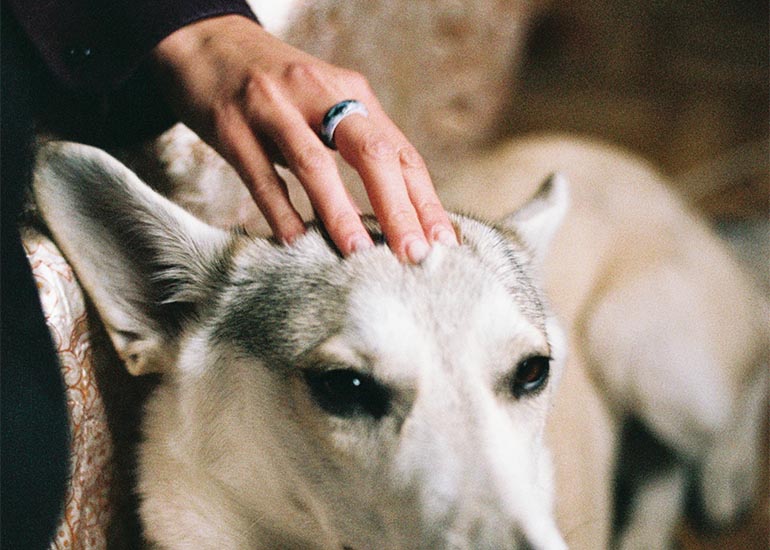6 sonidos que molestan a tu perro y cómo puedes ayudar a calmarlo - CANUTO