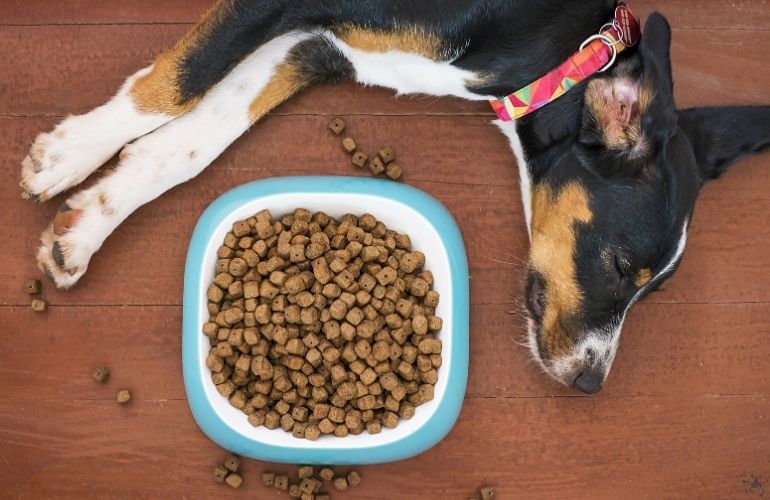 Alimentos que ayudarán a mantener sano el pelo de tu perro - CANUTO