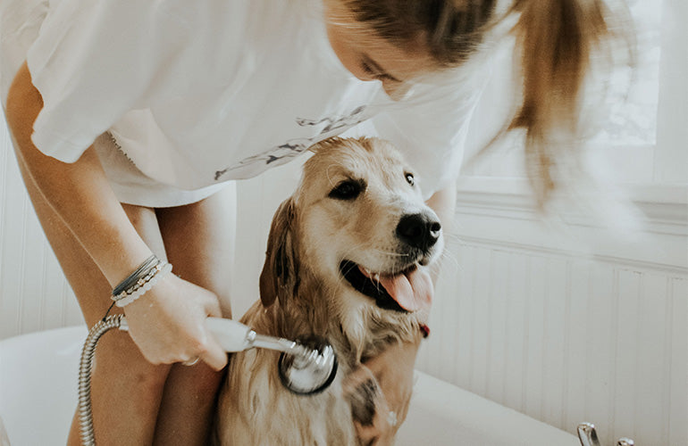 9 productos de limpieza para perro que debes tener en casa - CANUTO