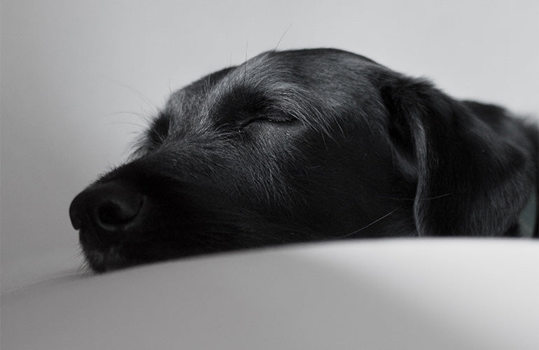 Cómo elegir camas ortopédicas para perros - CANUTO