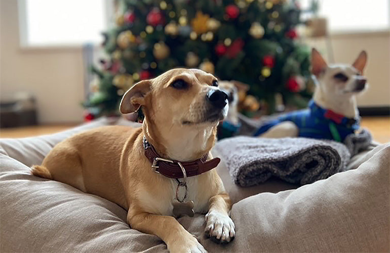 7 ideas para dar los mejores regalos para perros esta navidad - CANUTO