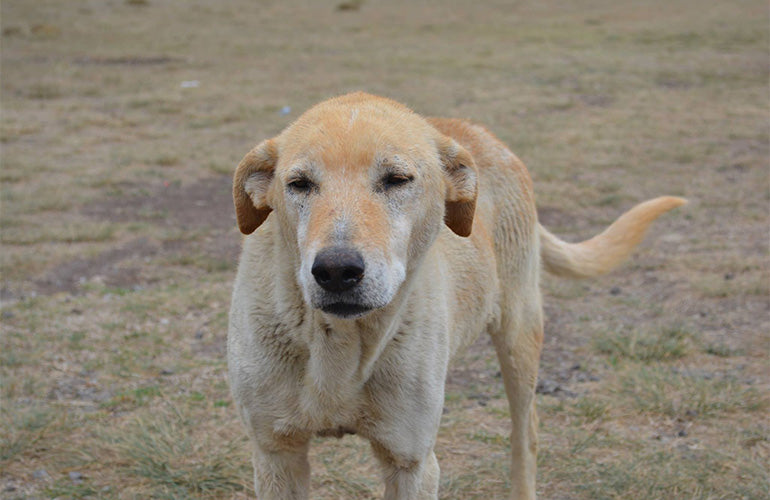 ¿Por qué es buena idea adoptar un perro abandonado? - CANUTO