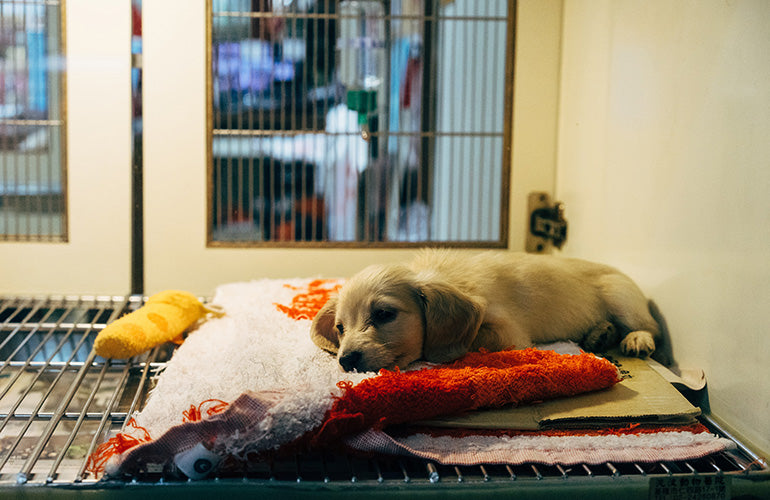 Los 6 tumores más comunes en perros - CANUTO