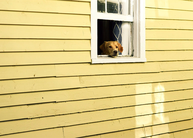 ¿Los perros pueden ver fantasmas? Te decimos si es mito o realidad