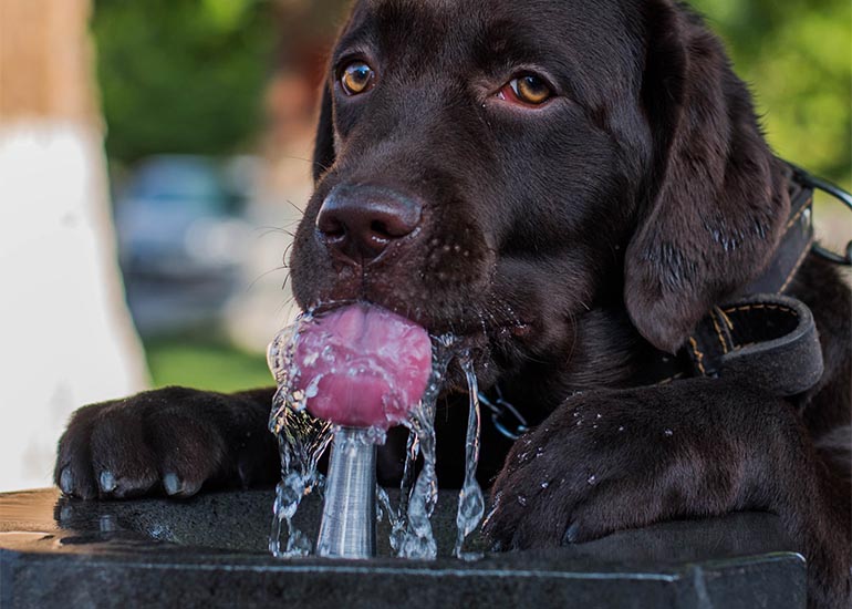 ¿Qué pueden tomar los perros aparte de agua? - CANUTO