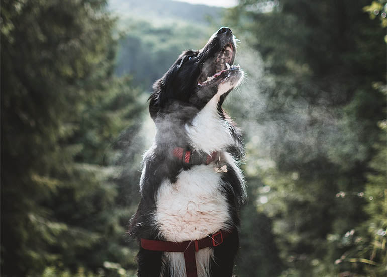 ¿Cómo prevenir y tratar el mal aliento en perros? - CANUTO