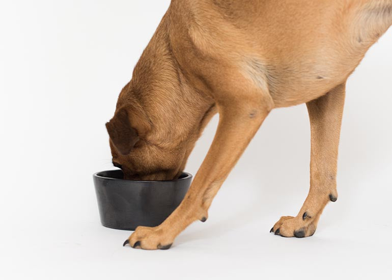 3 tips para cambiar el alimento de tu perro gradualmente - CANUTO