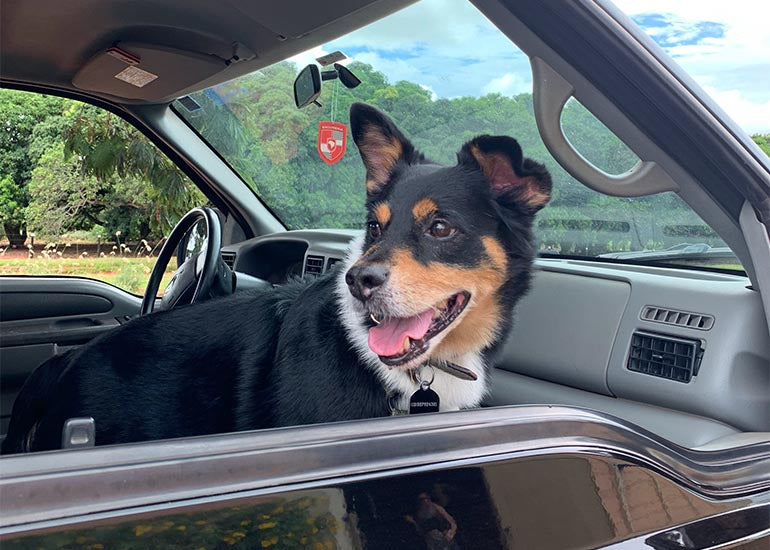 6 tips para viajar con un cachorro en auto durante las vacaciones - CANUTO