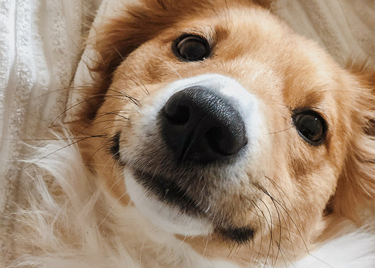 ¿Para qué sirven los bigotes de tu perro?
