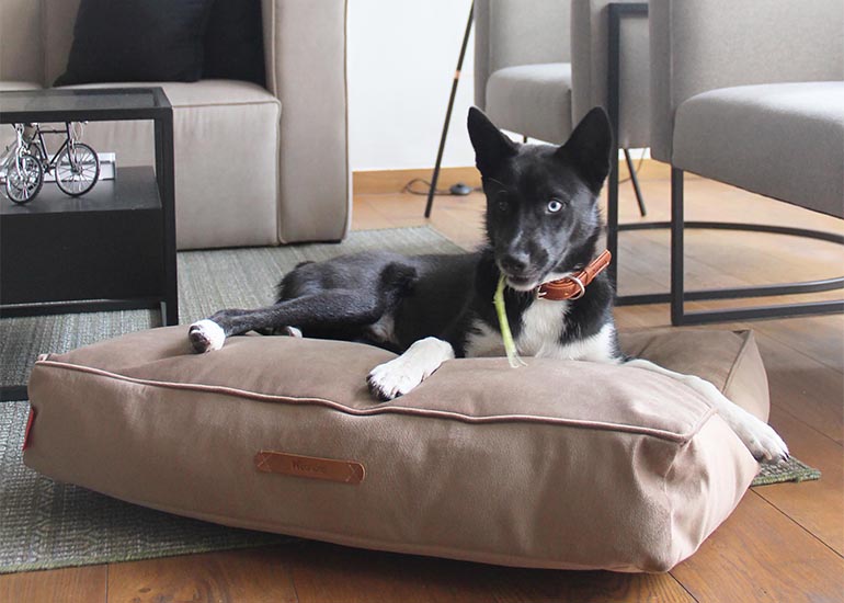 5 aspectos importantes para diseñar el espacio de tu perro en casa - CANUTO