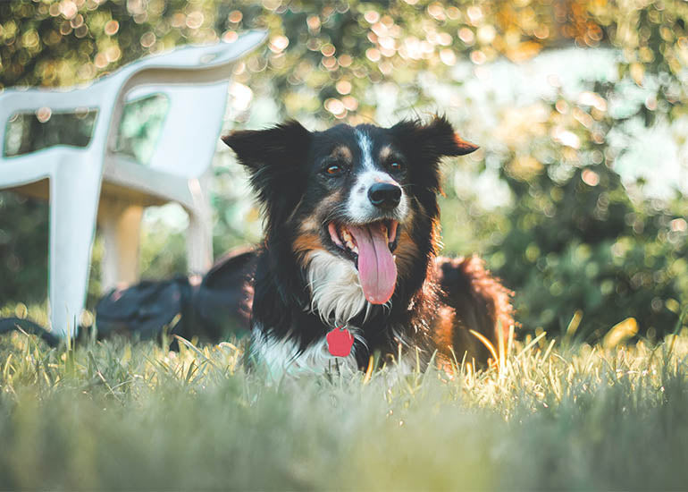 ¿Cómo detectar y evitar el golpe de calor en perros? - CANUTO