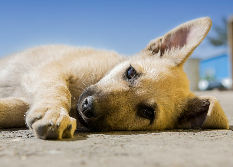 Todo sobre el cáncer en perros