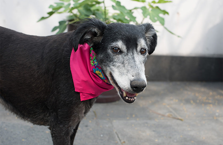 ¿Qué hacer para que un perro viejito esté cómodo y saludable?