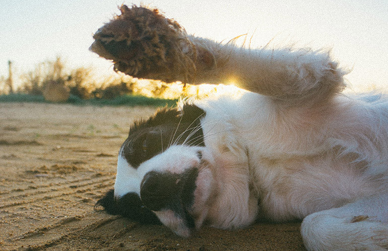 Cómo desinfectar las patitas de tu perro sin dañarlas - CANUTO