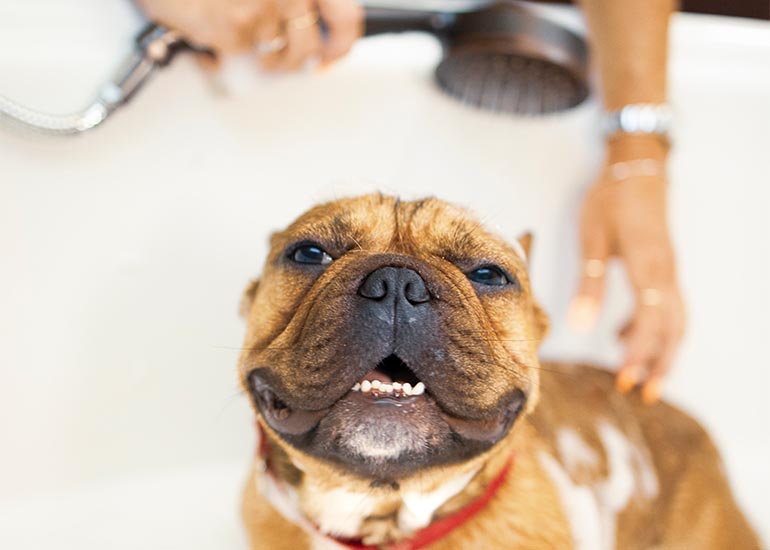 ¿Cada cuánto tiempo se debe bañar a un perro? - CANUTO