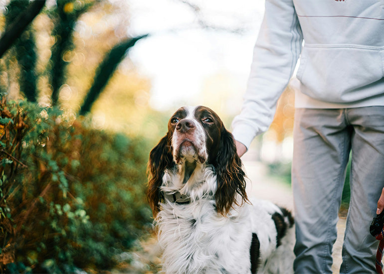 5 tips para elegir un buen entrenador de perros