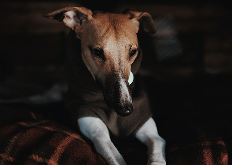 Cómo cuidar a tu perro de los cambios de temperatura