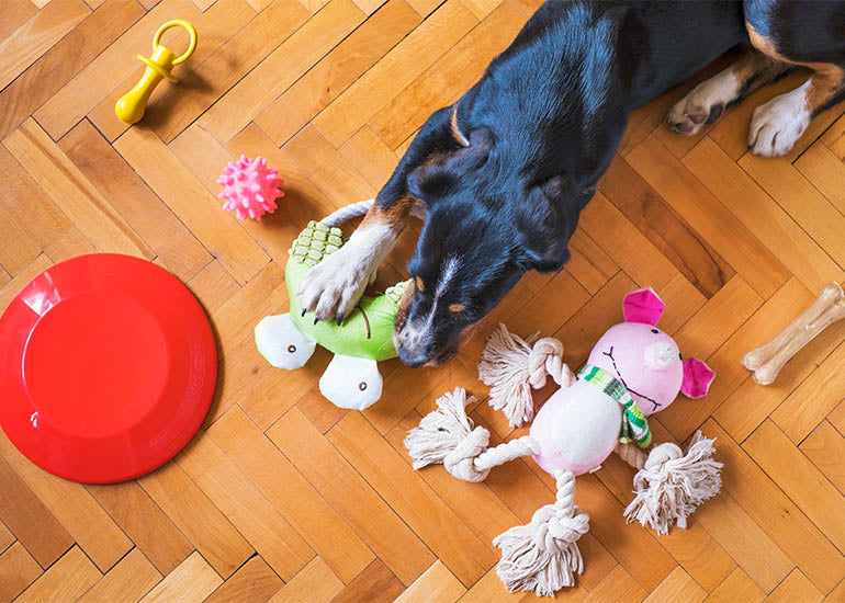 8 tipos de juguetes para perros ansiosos y rutinas para usarlos - CANUTO