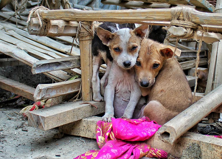 6 grandes ventajas de adoptar un perro de la calle - CANUTO