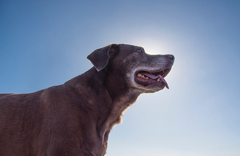 6 razones por las que deberías adoptar a un perro adulto - CANUTO